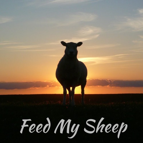 silhouette of a sheep at sunset